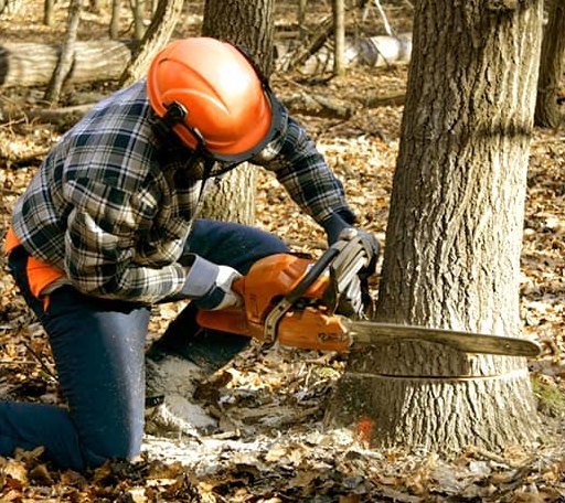 Tree Removal in Davenport, IA